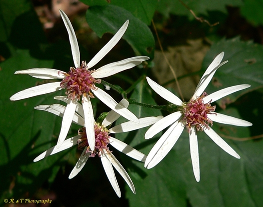 {Eurybia divaricata}